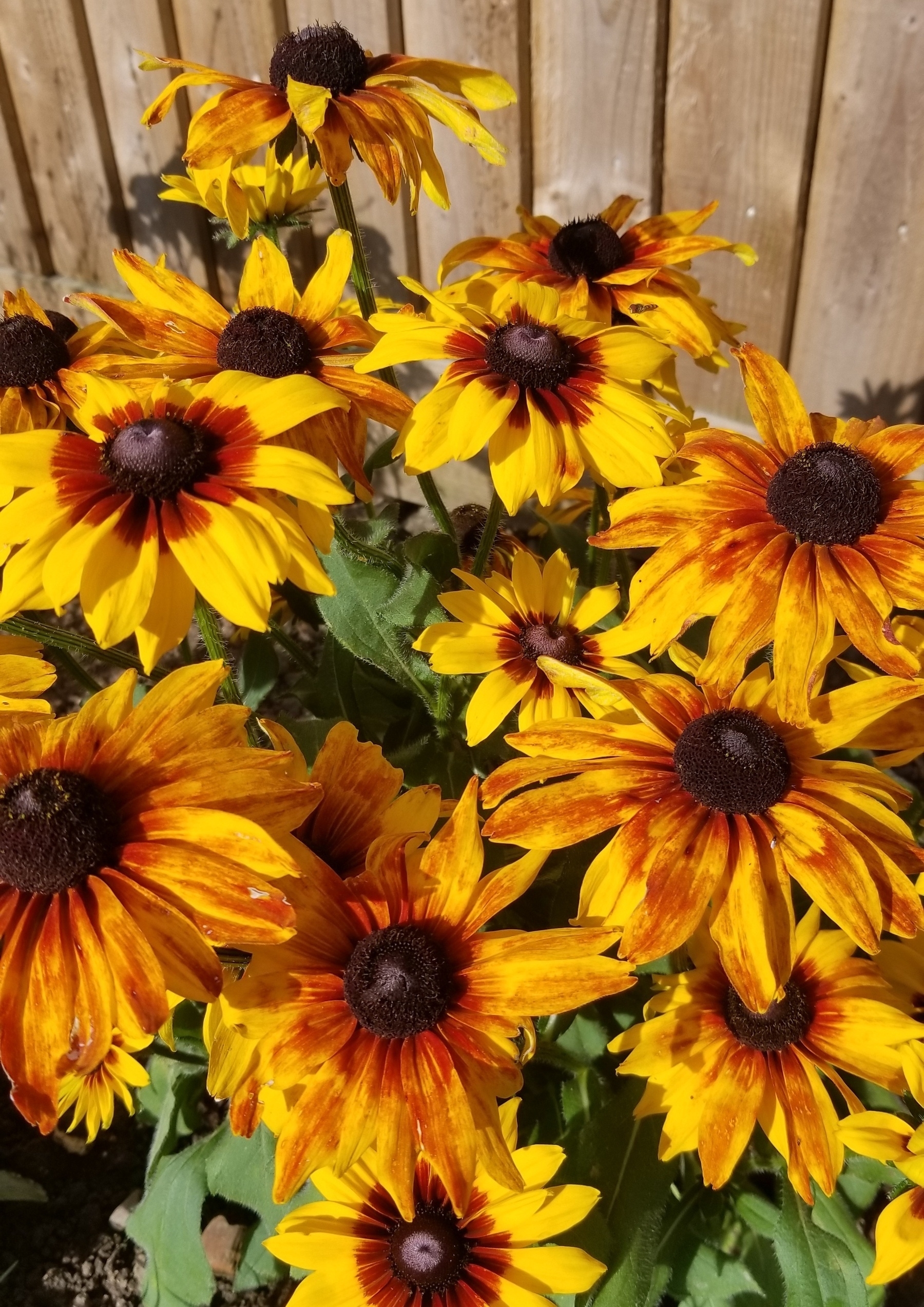 A close-up shot of a patch of bright golden-yellow rudbeckia flowers with dark centres.ark 