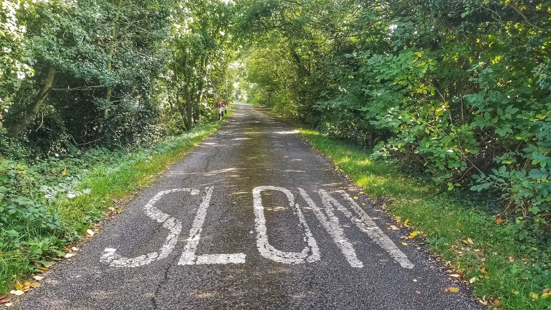 Looking down a single-way country lane, lined with trees along both sides. In the foreground, the word SLOW is painted across the full width of the road.