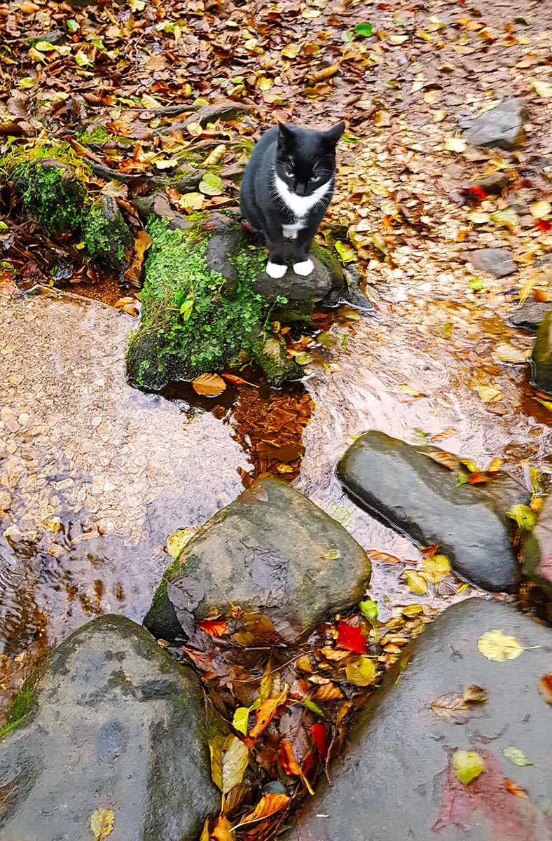 A small black and white cat sites at the edge of a stream, there are orange autumn leaves on the bank behind it and snagged in the large stones in the water.