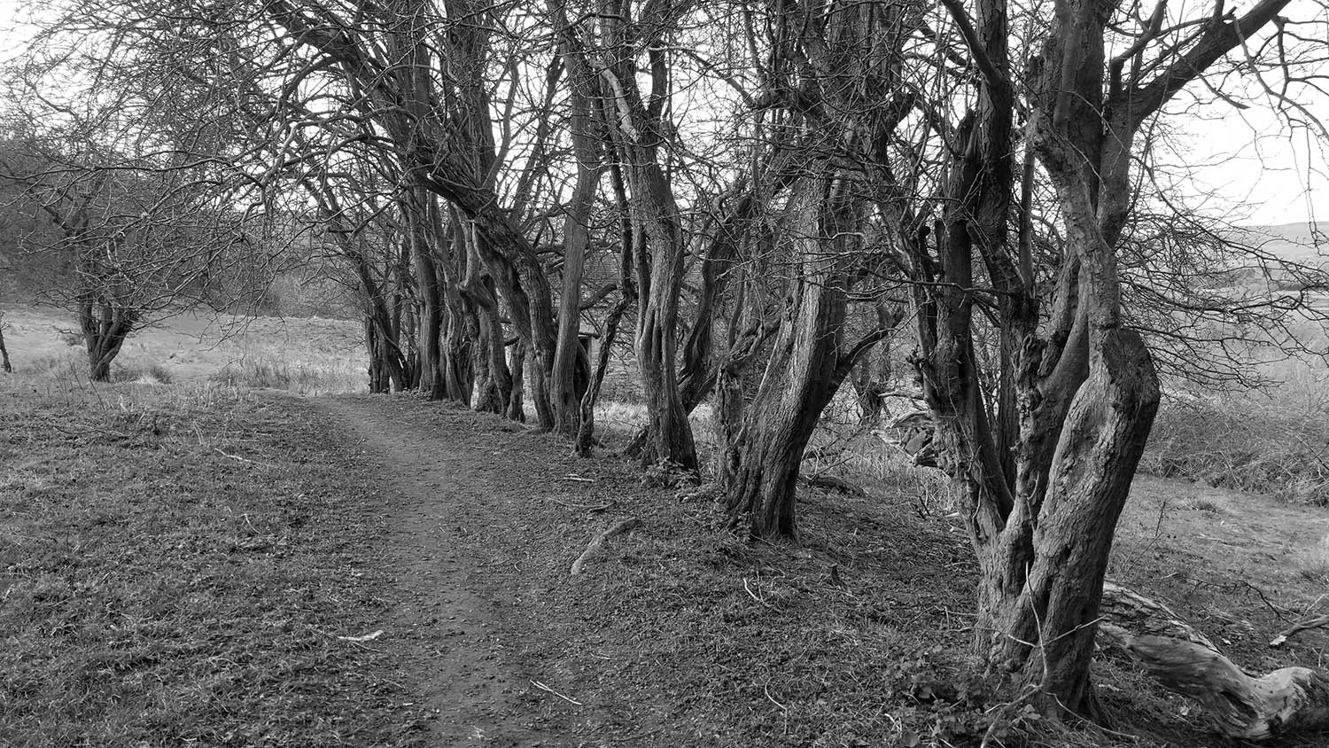 A black and white photo of a row of bare trees at the edge of a field