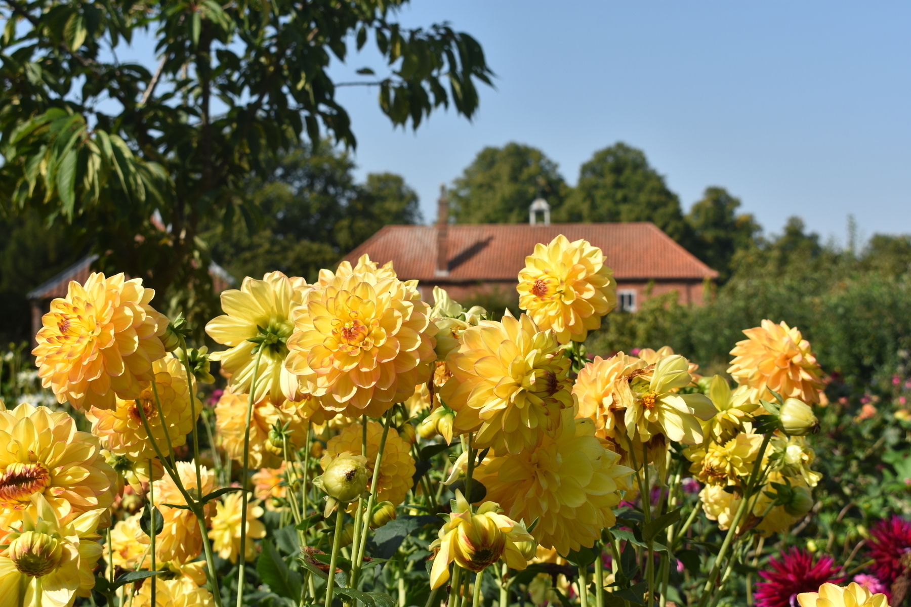 A mass of orange dahlia blooms in the foreground, in front of a red brick building which can bseen slightly out of focus in the background.