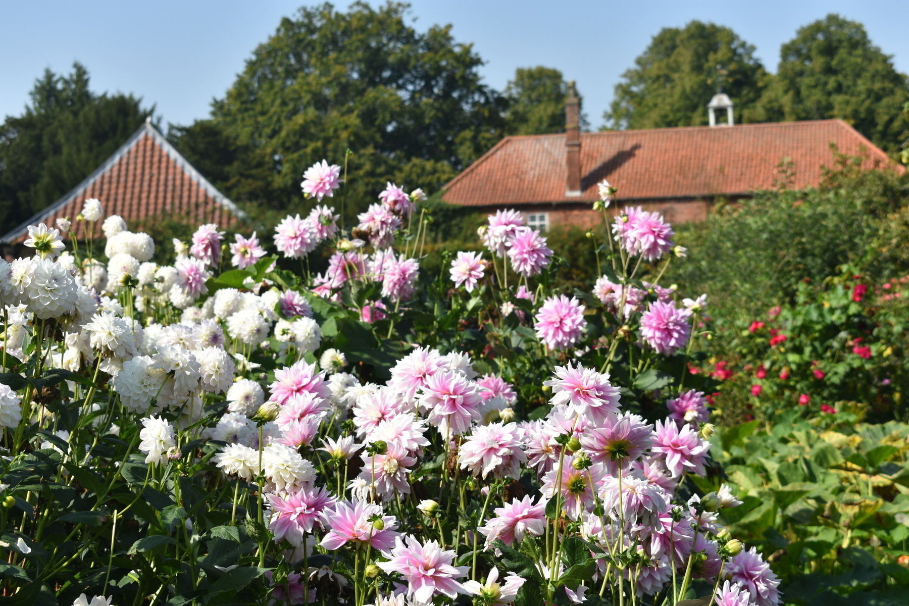 A mass of pink and white dahlia blooms in the foreground with red brick buildings slightly out of focus in the background.