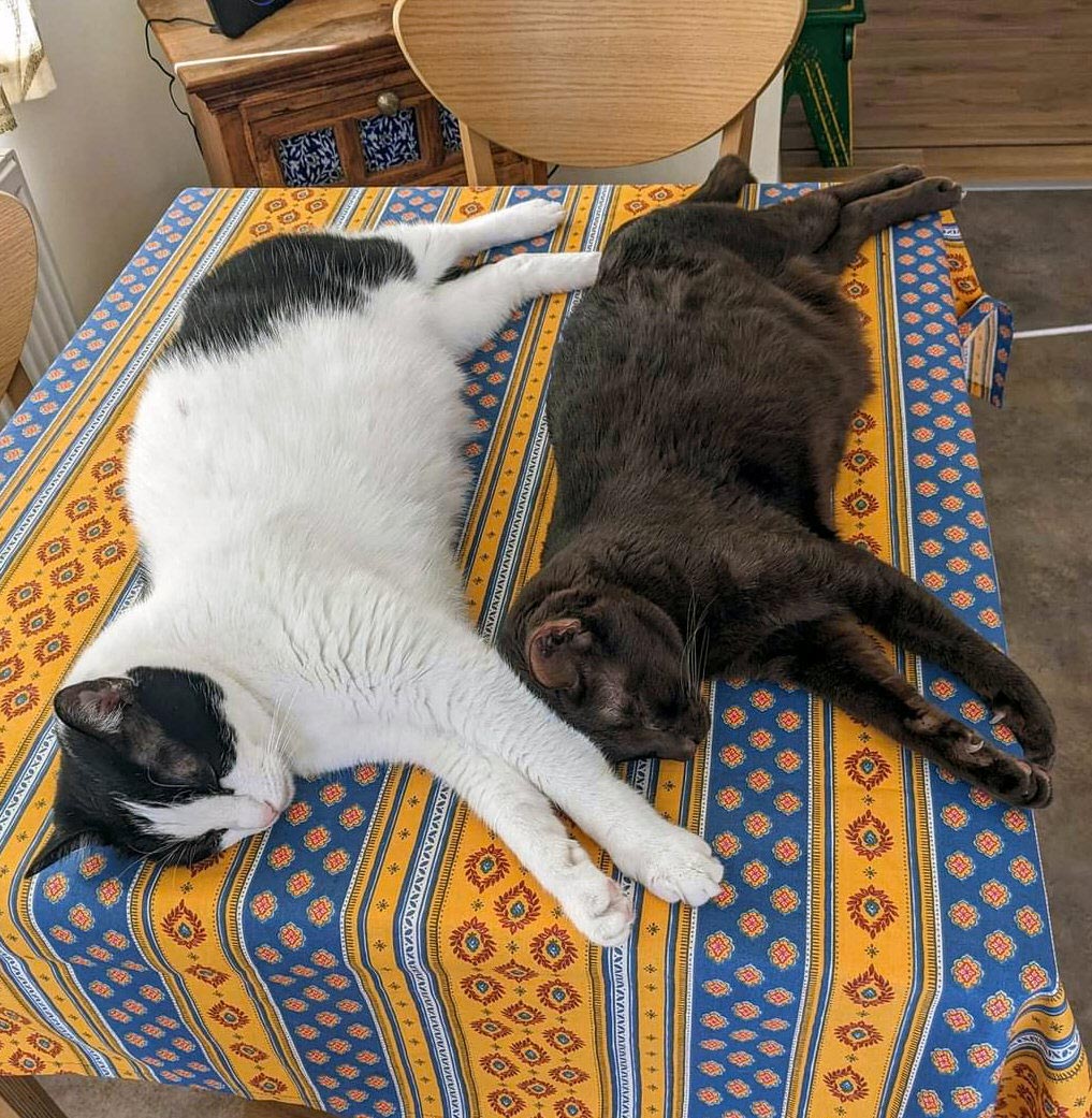 Two cats, one black and white and one brown, lie on their sides on a brightly coloured tablecloth. There is some postural echoing going on!