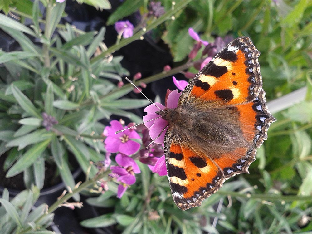A Painted Lady butterfly resting with its wings open on a wallflower