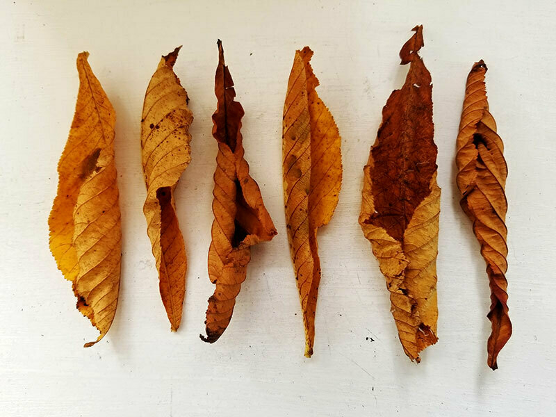 A row of 6 crispy, dried-up autumn leaves