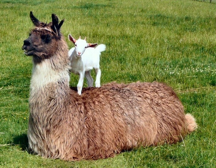 A llama lying down in a field, with a small white goat standing on its back