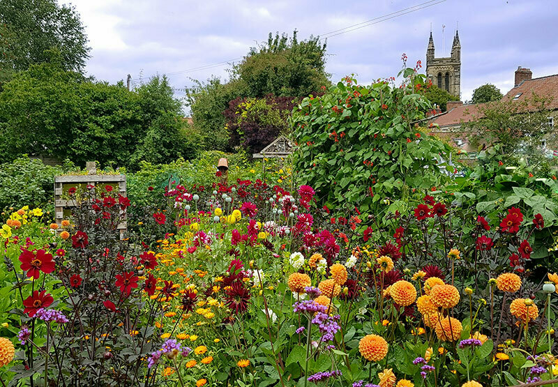 A low-angle view of a garden tighlt packed with colourful cottage garden plants. In the distance you can see a church tower against the blue sky.