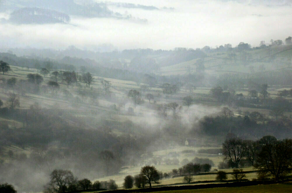 A misty landscape of trees scattered across a valley.