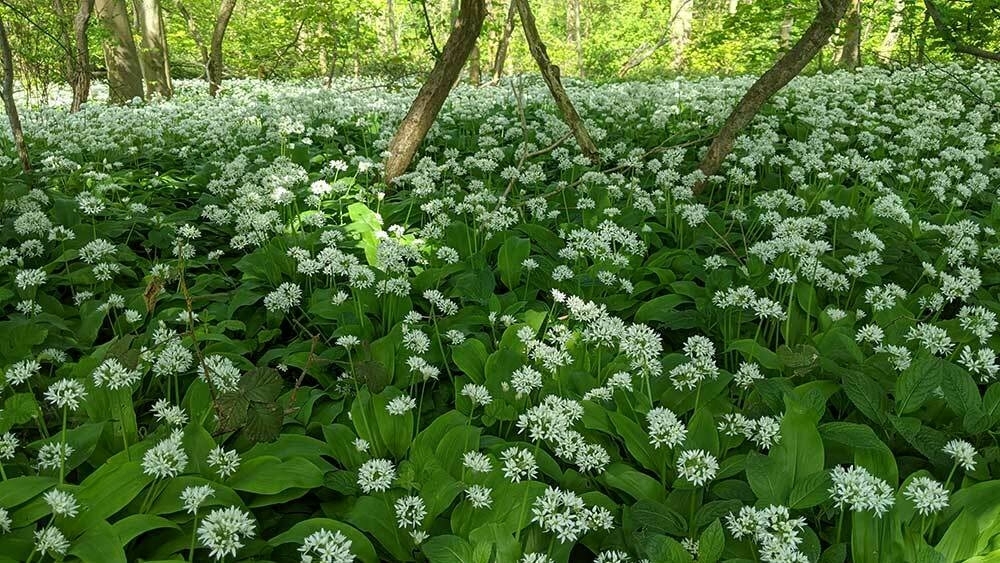 A carpet of wild garlic in flower in a woodland