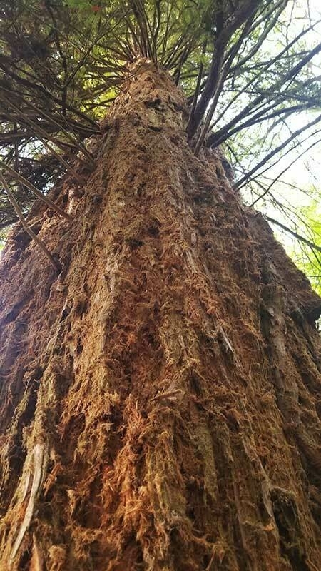 A view from the bottom of a redwood tree, looking up its trunk to the canopy.