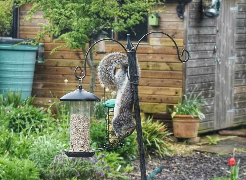A squirrel hanging upside down from a birdfeeder as it steals food from it