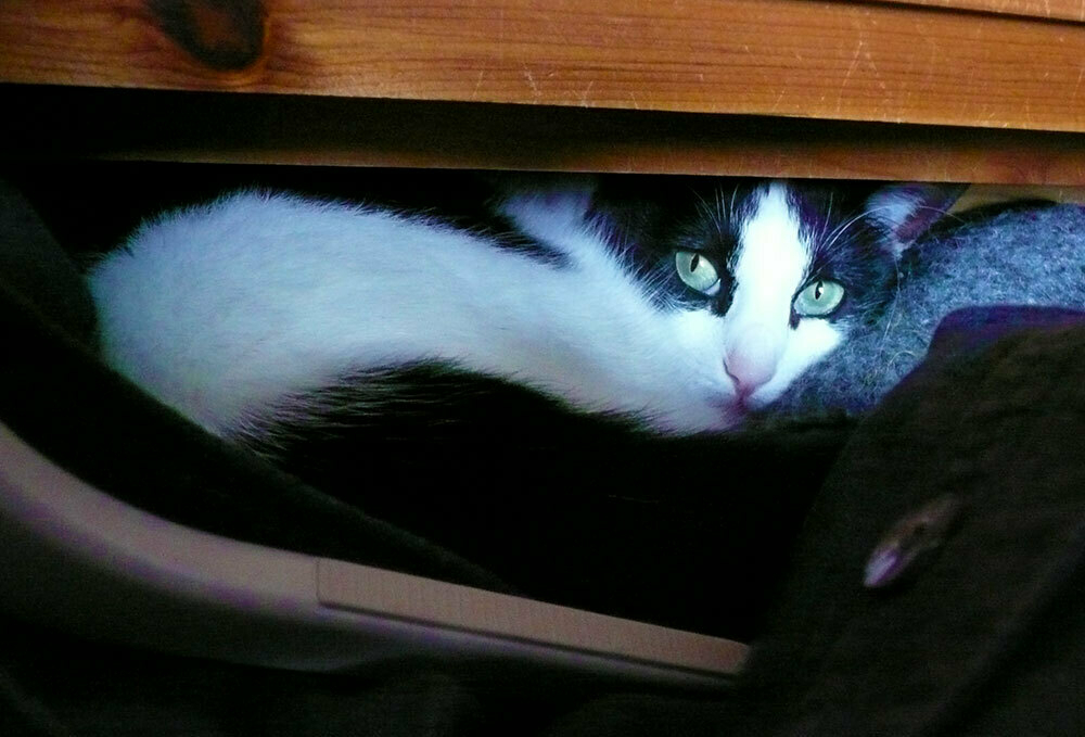 A black and white cat looking quite startled at being discovered hiding under the bed
