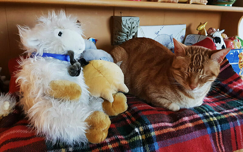 A ginger cat lying in a tucked-up pose with close eyes, next to a toy fluffy white sheep.