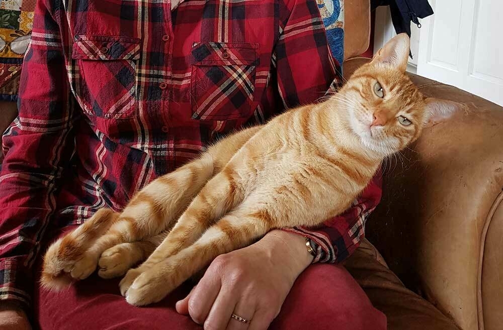 A ginger cat sitting on a person's lap