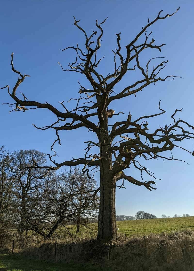 A skeletal dead tree with no leaves on its twisting branches, silhouetted against a blue sky