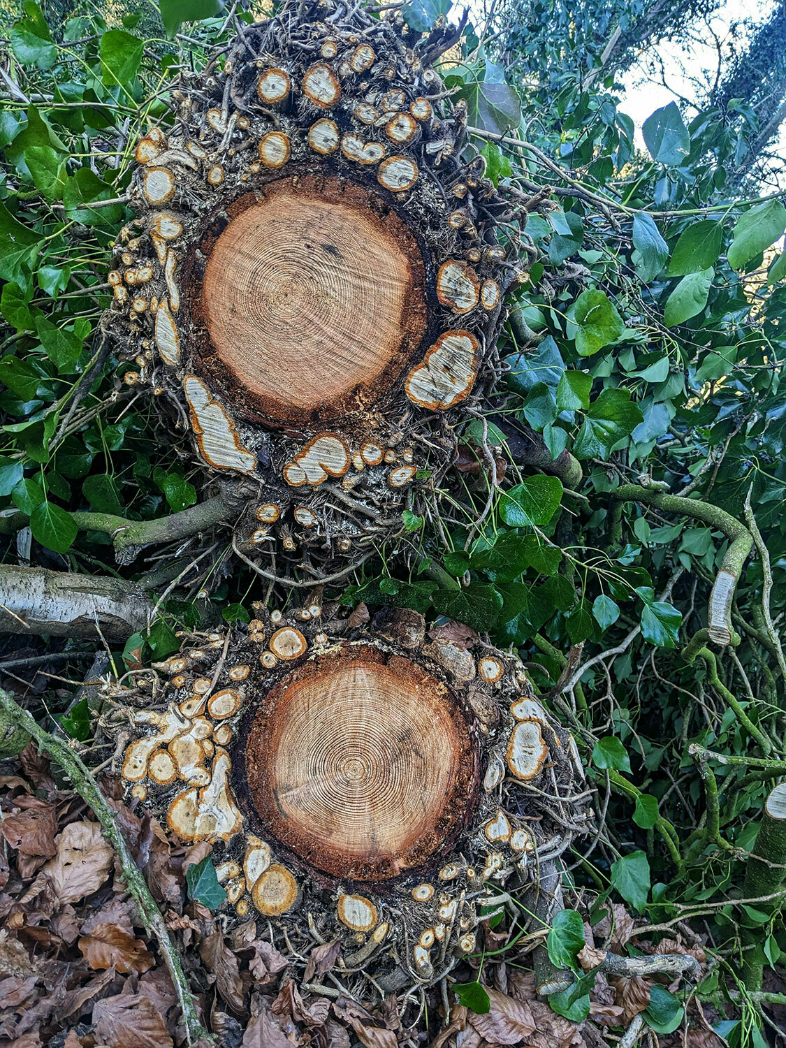 A cross-section of two fallen tree trunks.