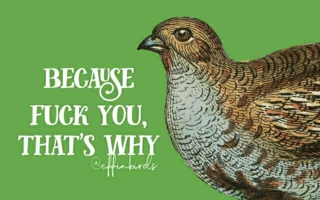 A painting of a bird beside the text "Because fuck you, that's why"