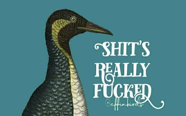 A painting of a bird beside the text "shit's really fucked"
