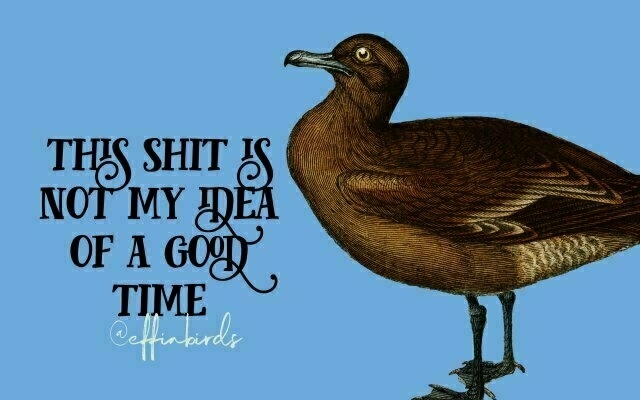 A painting of a bird beside the text "this shit is not my idea of a good time"