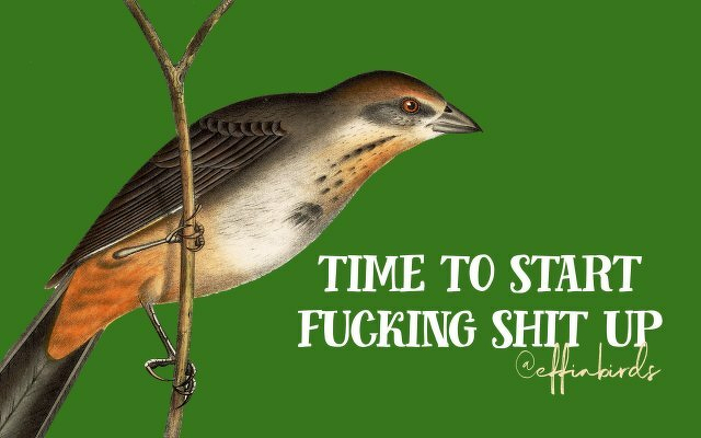 A painting of a bird beside the text "time to start fucking shit up"