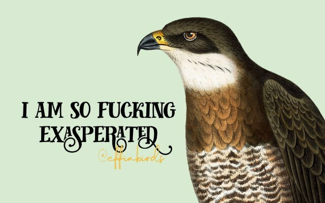 A painting of a bird beside the text "i am so fucking exasperated"