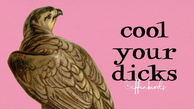 A painting of a bird beside the text "cool your dicks"