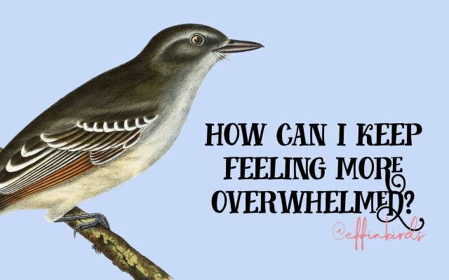 A painting of a bird beside the text "how can i keep feeling more overwhelmed?"