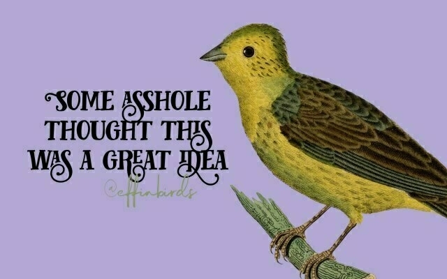 A painting of a bird beside the text "Some asshole thought this was a great idea"