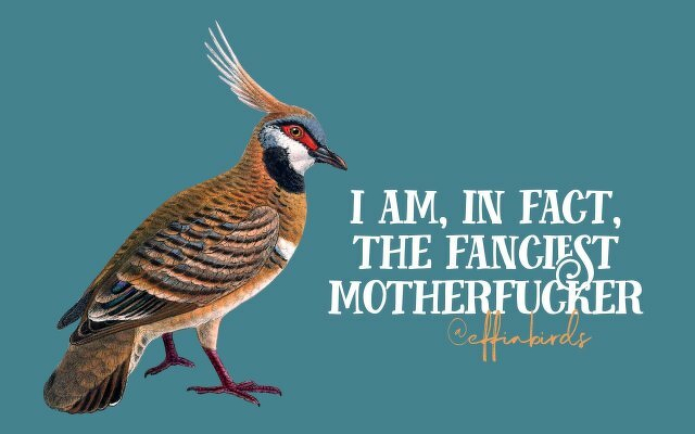A painting of a bird beside the text "I am, in fact, the fanciest motherfucker"