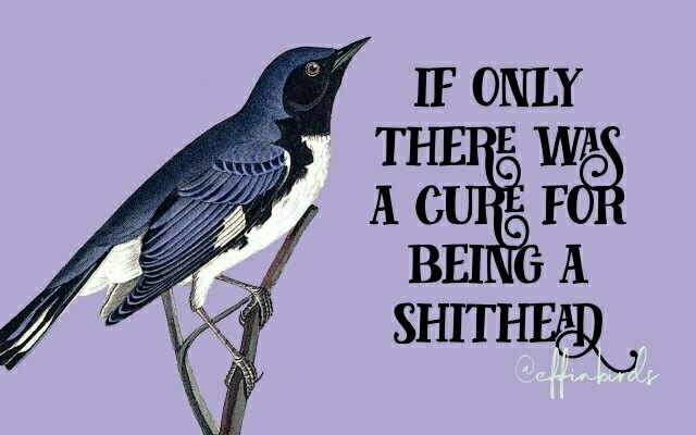 A painting of a bird beside the text "if only there was a cure for being a shithead"