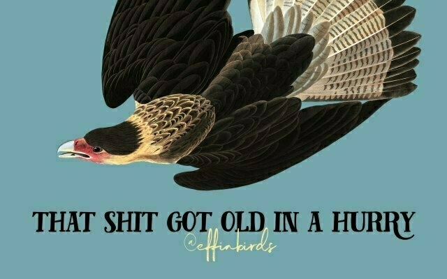 A painting of a bird beside the text "that shit got old in a hurry"