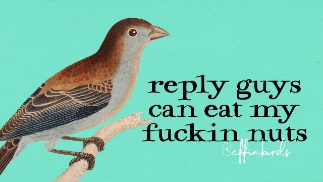 A painting of a bird beside the text "reply guys can eat my fuckin nuts"