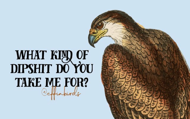 A painting of a bird beside the text "what kind of dipshit do you take me for" 