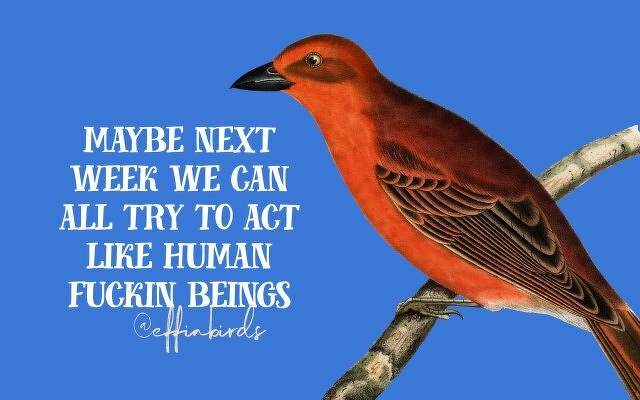 A painting of a bird beside the text "maybe next week we can all try to act like human fuckin beings" 