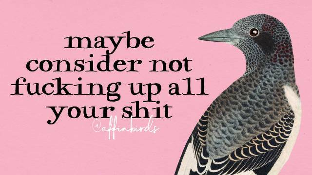 A painting of a bird beside the text "maybe consider not fucking up all your shit" 