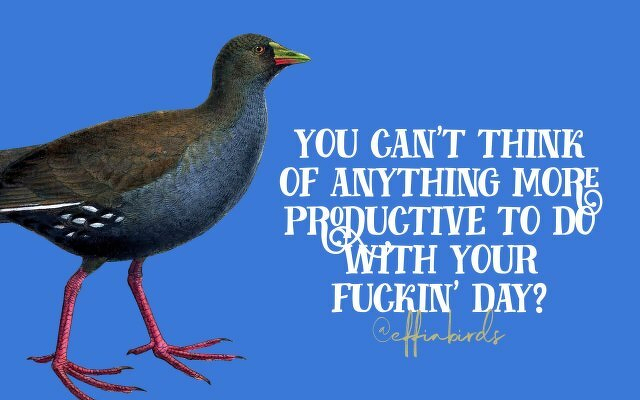 A painting of a bird beside the text "you can't think of anything more productive to do with your fuckin' day"