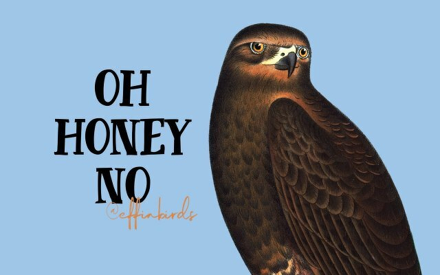 A painting of a bird beside the text "oh honey no"