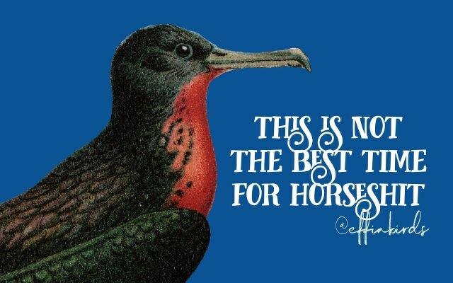 A painting of a bird beside the text "this is not the time for horseshit"