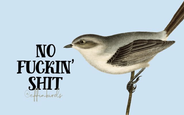 A painting of a bird beside the text "no fuckin' shit"