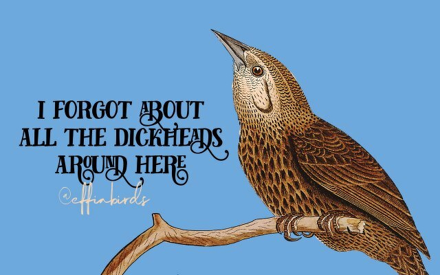 A painting of a bird beside the text "i forgot about all the dickheads around here"