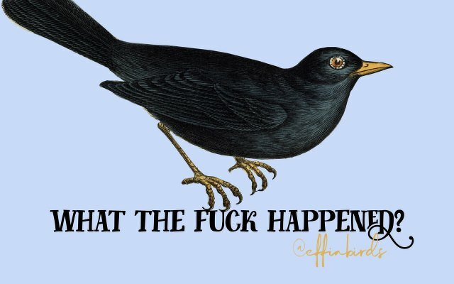 A painting of a bird beside the text "what the fuck happened?"