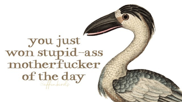A painting of a bird beside the text "you just won stupid-ass motherfucker of the day"