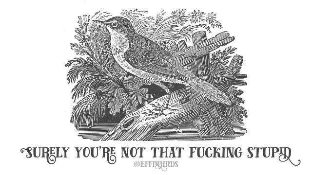 A woodcut of a bird beside the text "Surely you're not that fucking stupid"