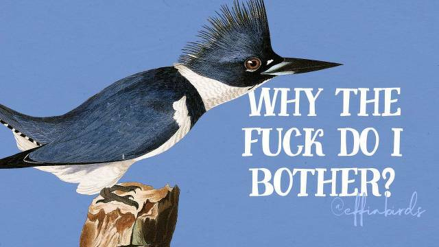 A painting of a bird beside the text "why the fuck do I bother?"