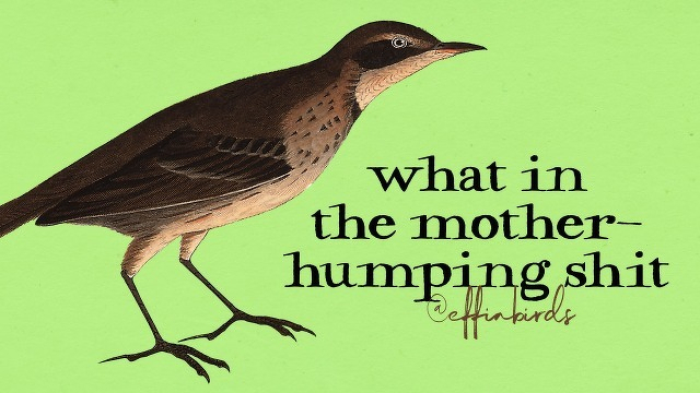 A painting of a bird beside the text "what in the mother-humping shit"