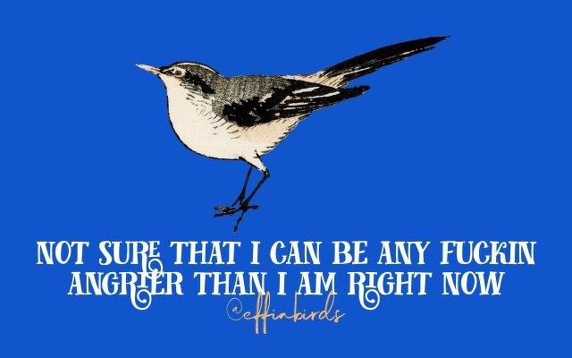 A painting of a bird beside the text "not sure that i can be any fuckin angrier than i am right now"