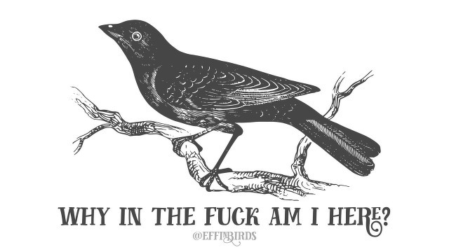 A woodcut of a bird beside the text "why in the fuck am i here?"