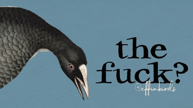 A painting of a bird beside the text "the fuck?"