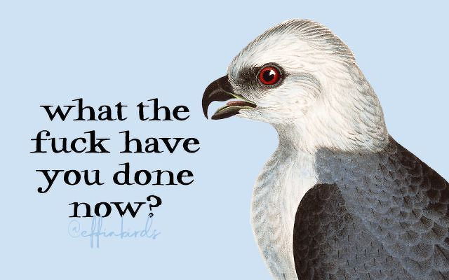 A painting of a bird beside the text "what the fuck have you done now?"
