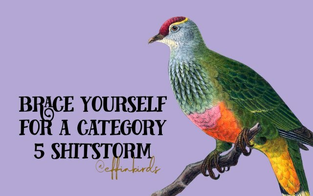 A painting of a bird beside the text "brace yourself for a category 5 shitstorm"